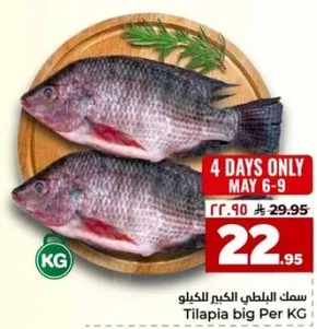 سمك البلطي الكبير للكيلو
