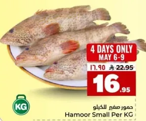 حمور صغير بالكيلو