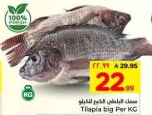 سمك البلطي الكبير للكيلو