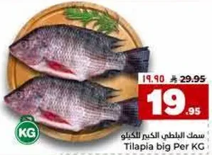 سمك البلطي الكبير بالكيلو