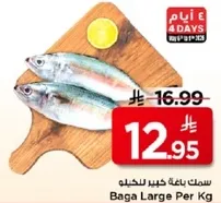 سمك باجه كبير للخليو