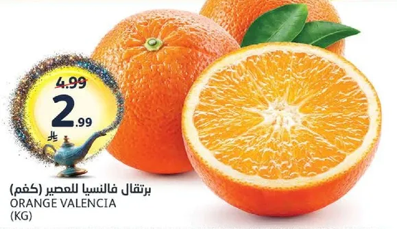 Valencia oranges for juicing.