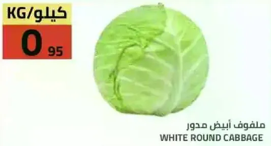 ملفوف ابيض مدور