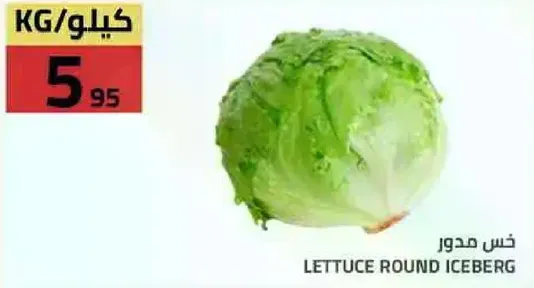 خس مدور