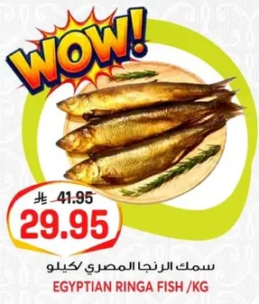 سمك الرنجه المصري
