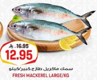 سمك ماكريل طازج كبير/كيلو