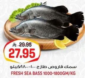 سمك قاروص طازج 1000-1800 جرام/كيلو