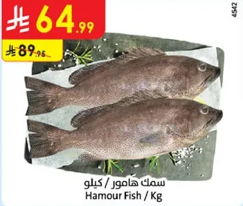 سمك هامور / كيلو