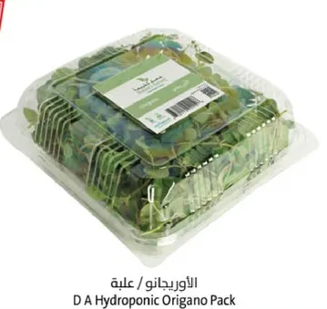 علبه الاورجانو