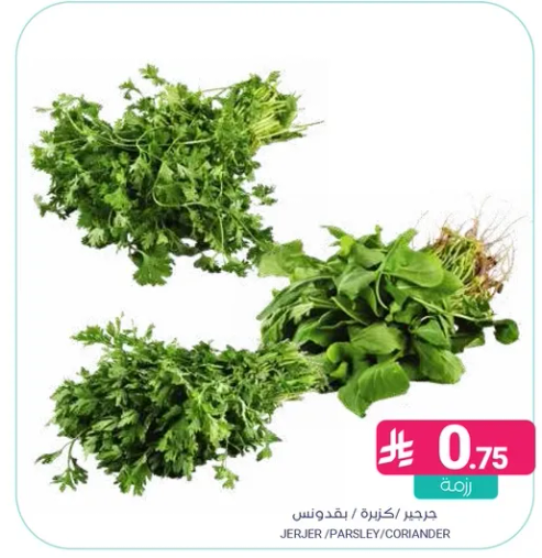 بقدونس وكزبره طازجه.