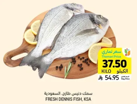 سمك دنيتس طازج، السعوديه