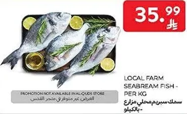 سمك سبيريم محلي مزرع - بالكيلو