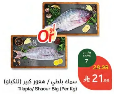 Tilapia / Shaour Big (Per Kg)