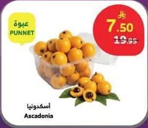 اسكدونيا