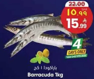 باراكودا 1 كغ