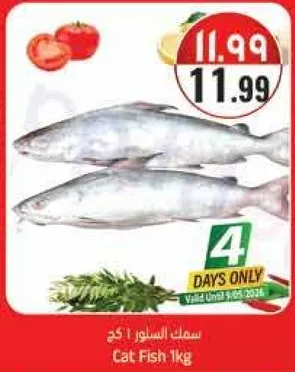 سمك السلور 1 كجم