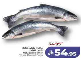سالمون نرويجي منظم