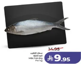 سمك الحليب كبير