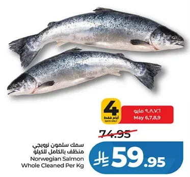 سمك سالمون نرويجي منظم بالكامل للكيو