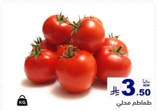 طماطم محلي