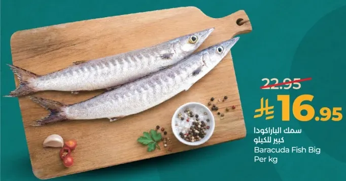 سمك البراكودا كبير الكيلو