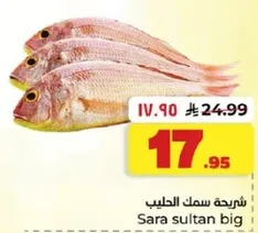 سمك الحليب ساره سلطان كبير
