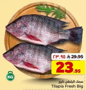 سمك البلطي كبير