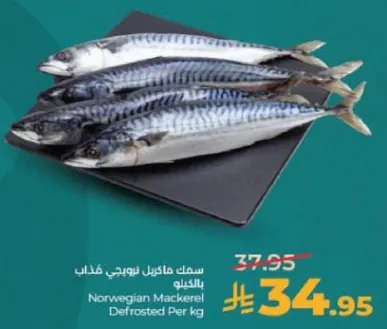 سمك ماكريل نرويجي مذاب بالكيلو