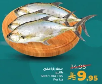 سمك بارا فضي بالكيلو