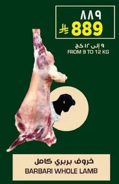 خروف بري كامل، الوزن من 9 الي 12 كغ.