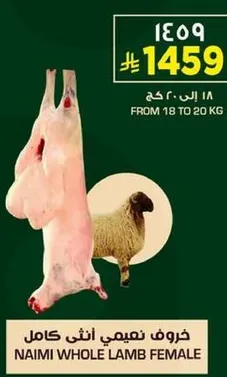 خروف نعيمي انثي كامل