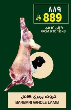 خروف بري كامل، الوزن من 9 الي 12 كجم.