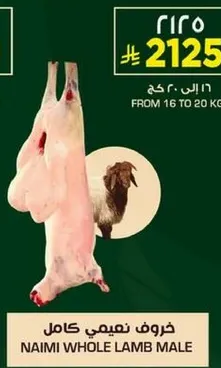 Naimi whole lamb male
