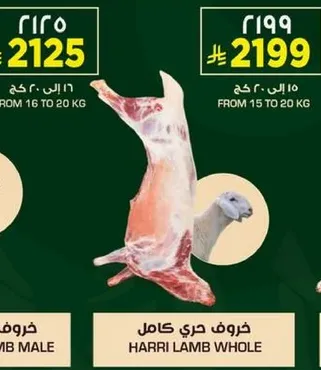 خروف حري كامل