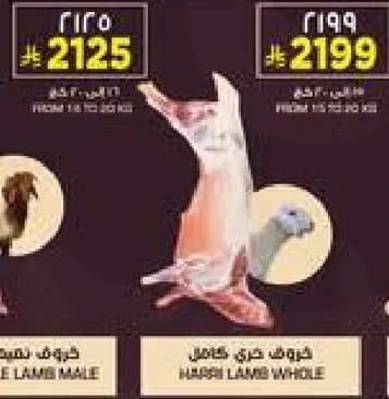 خروف حري كامل.