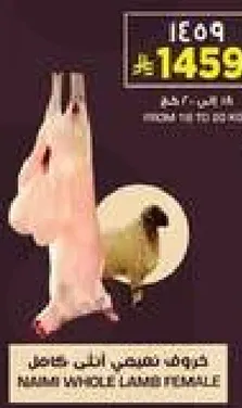 لحم خروف كامل انثي مامي