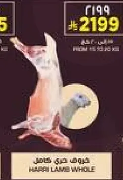 لحم خروف طازج.