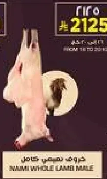خروف نقي كامل