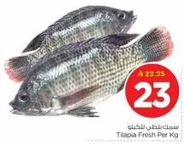 سمك بلطي للكيلو