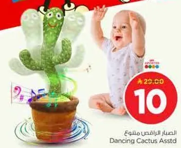 الصبار الراقص ملون