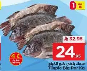 سمك بلطي كبير الكيلو