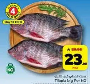 سمك الطلي الكبير للكيلو