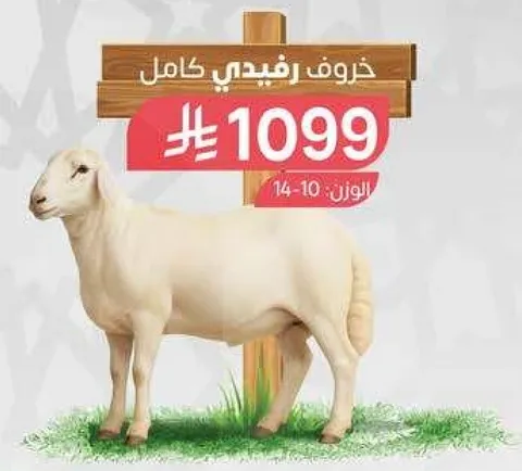 خروف رفيعي كامل، الوزن 10-14 كجم.