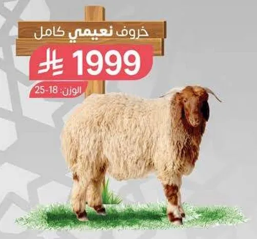 خروف نعيمي كامل وزن 25-18 كجم.