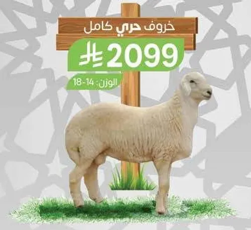 خروف حري كامل.