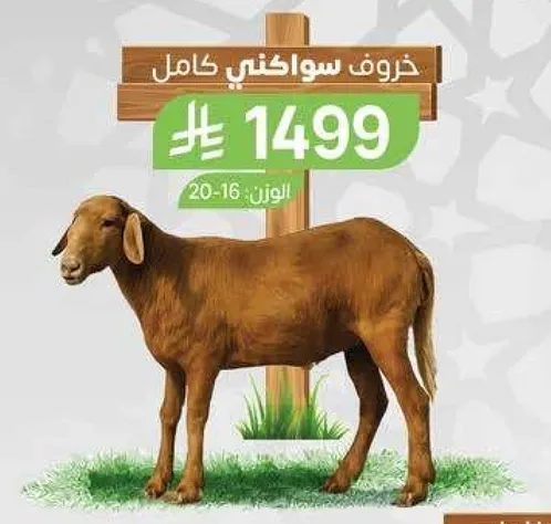 خروف سواكني كامل