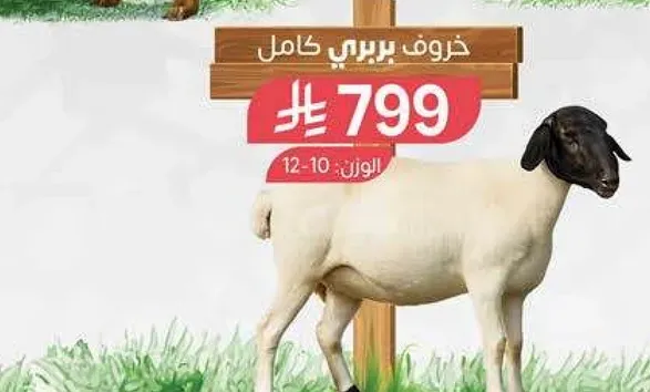 خروف بري كامل