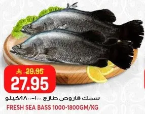 سمك قاروص طازج 1000-1800 جرام/كيلو