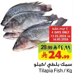 Tilapia Fish / Kg