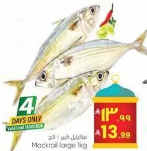 ماكريل كبير 1 كجم